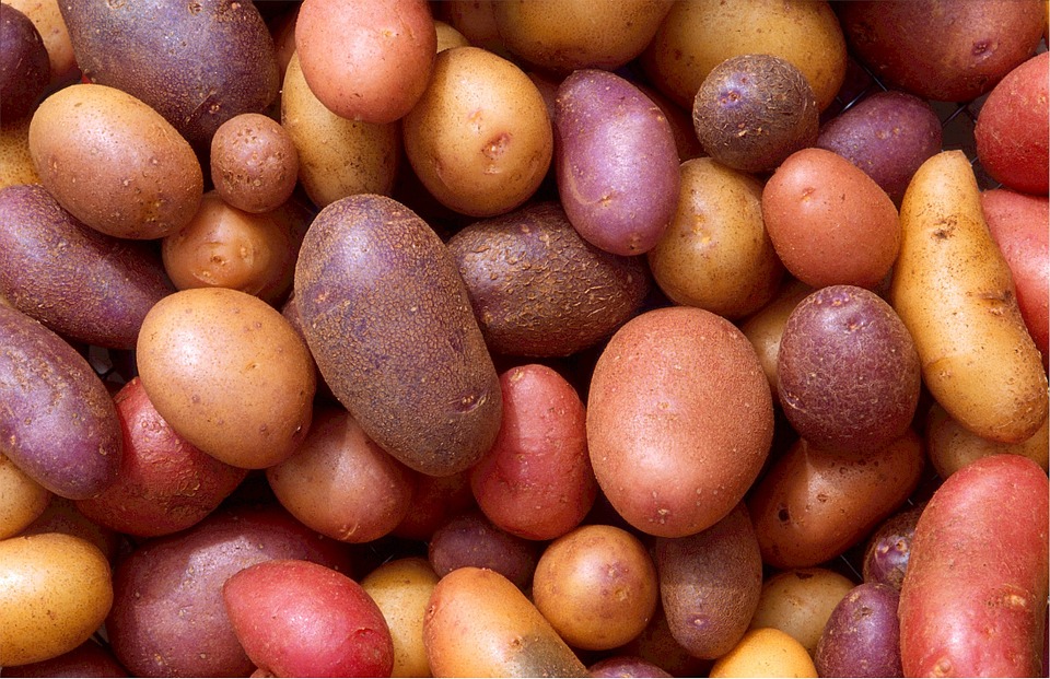 Rekord krumplitermést takarítottak be Székelyföldön