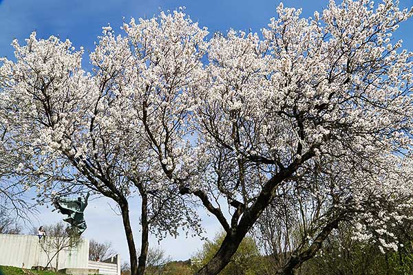 A pécsi havihegyi mandulafa képviseli Magyarországot az Európa fája versenyen