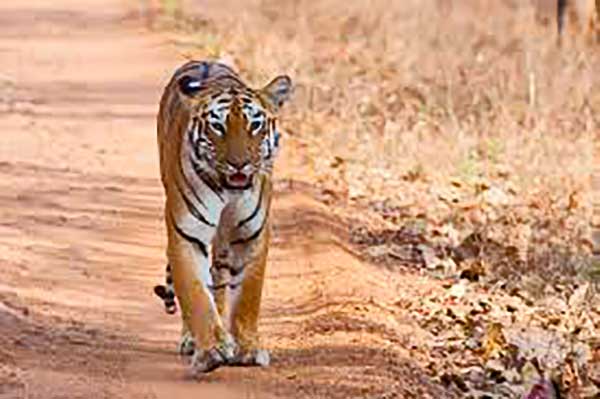 Rekordot jelentő csaknem 1300 kilométert tett már meg egy tigris Indiában