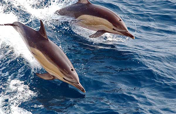 A hím delfinek egymáshoz igazítják füttyögésük ütemét, mikor is együttműködnek