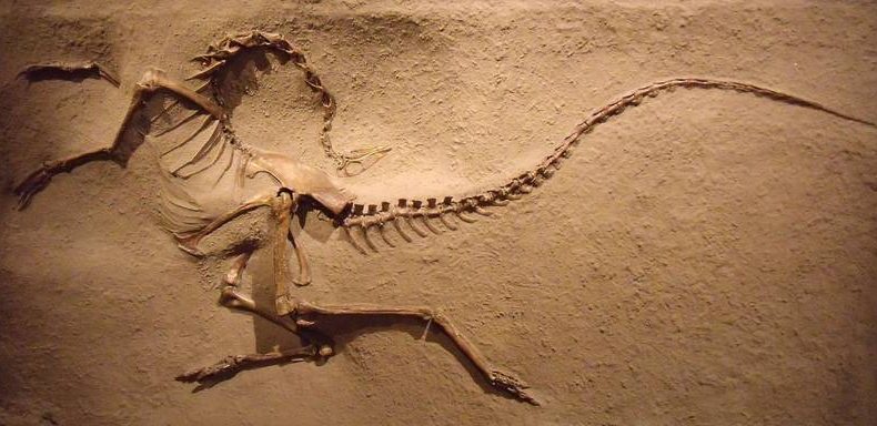 A korai jurakorban élő dinoszauruszok új fajtáját azonosították Délnyugat-Kínában