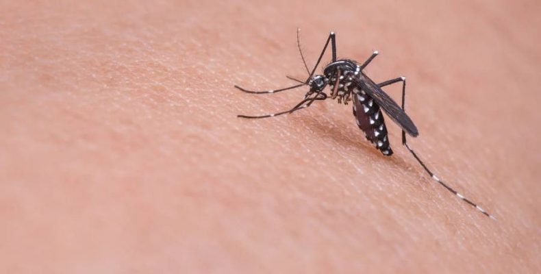A szúnyogok elleni biológiai védekezést támogatják a PTE mesterei